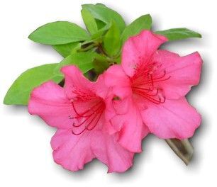 Azalea