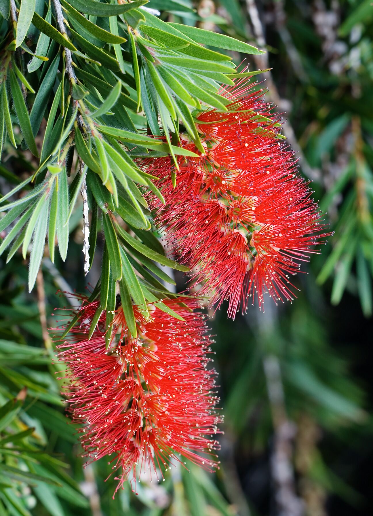 Callistemon