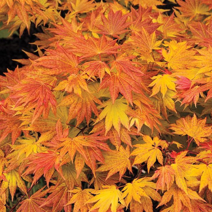 maple