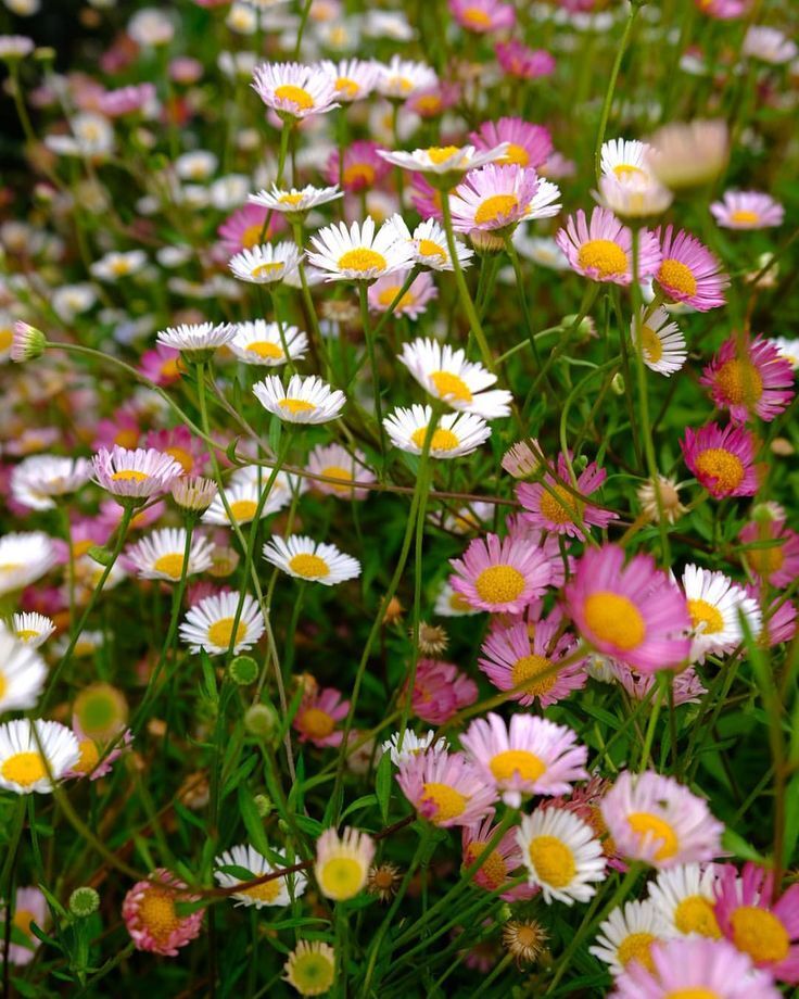 Seaside Daisy