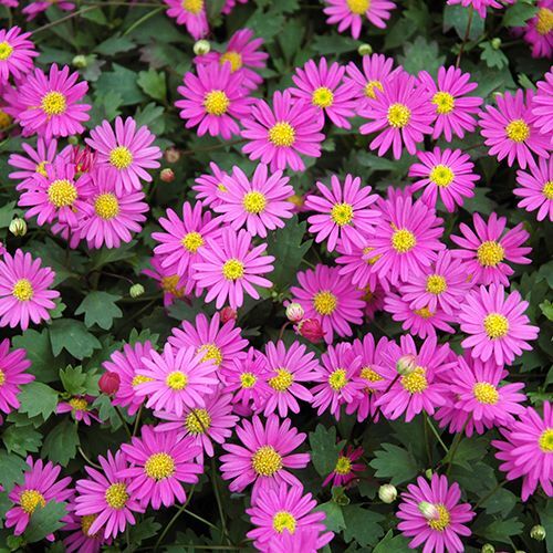 Brachycome Splendor Brachyscome - Affordable Plants