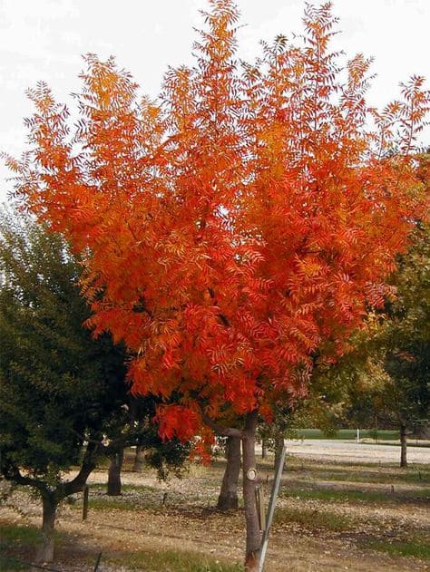 Ornamental Pistachio Tree